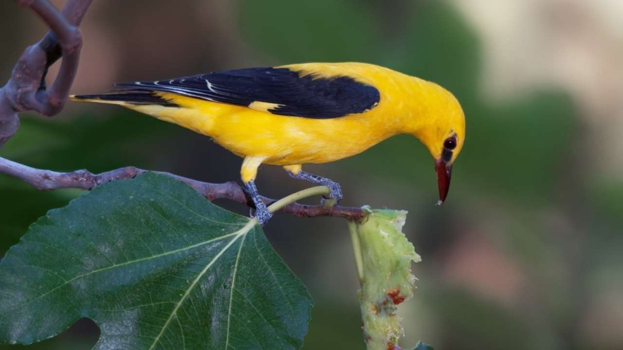 101 Especies Pajaros Casasturga Blog